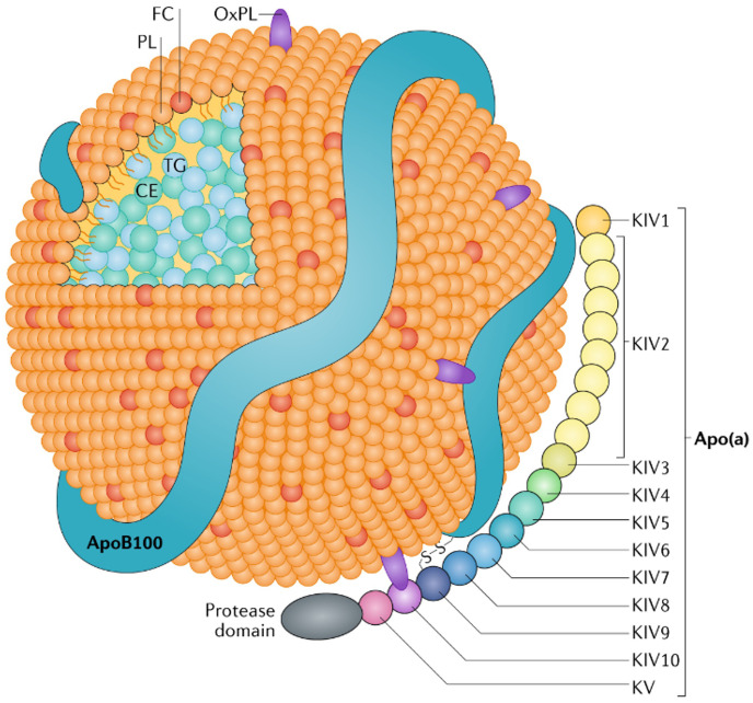 Fig. 1.
