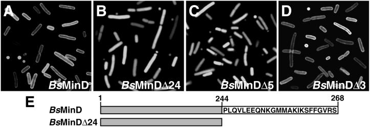 Fig 3.