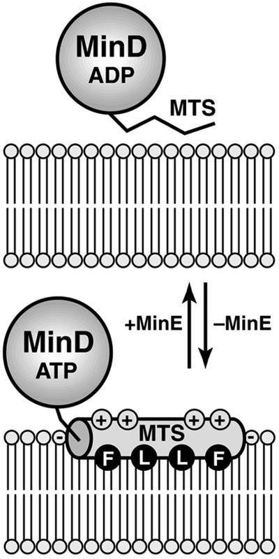 Fig 5.