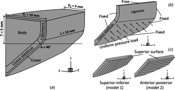 (a) The dimensions and layered structure of the vocal fold in the simulation. (b) Loading and boundary conditions in the finite element model of conus elasticus. (c) superior-inferior (left) and anterior-posterior (right) fiber orientation in the conus elasticus.