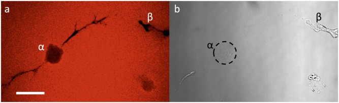 Fig. 5.