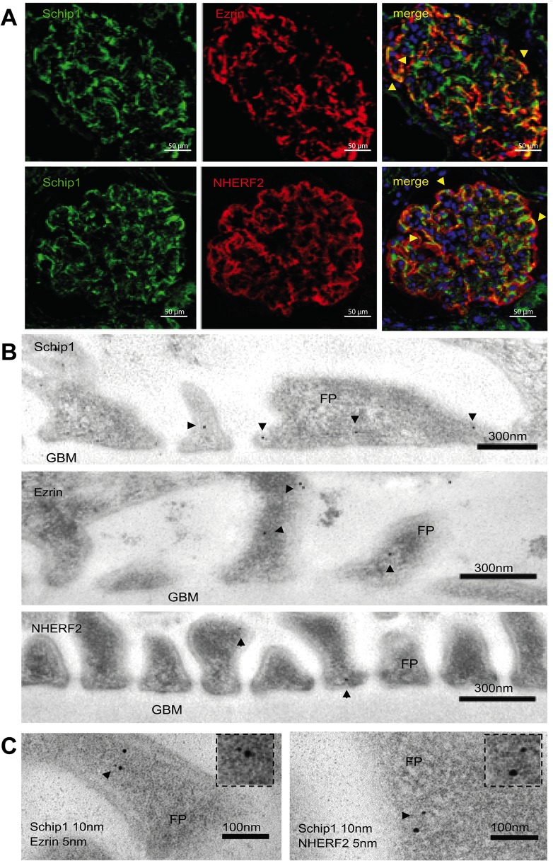 Fig 8