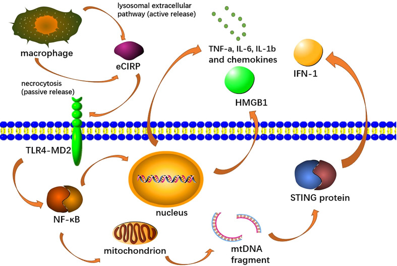 Figure 4