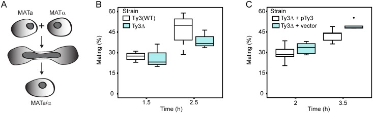 Fig 5