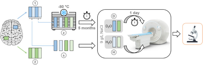 MRM-29481-FIG-0001-c