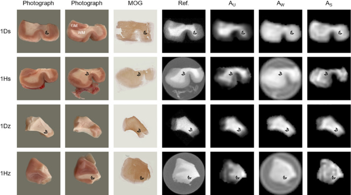 MRM-29481-FIG-0004-c