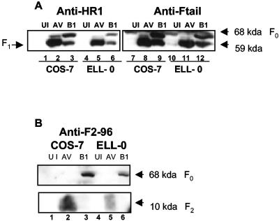 FIG. 5.