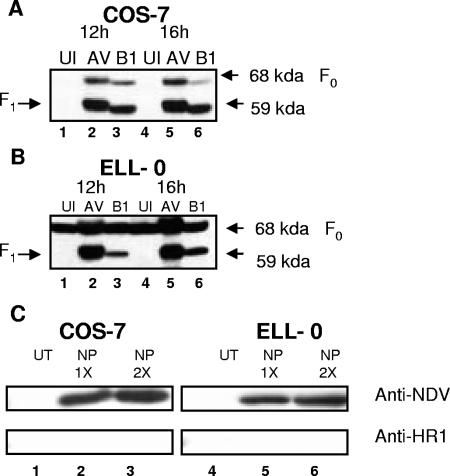 FIG. 1.