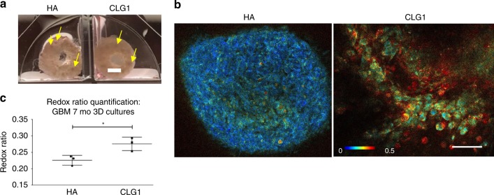 Fig. 6