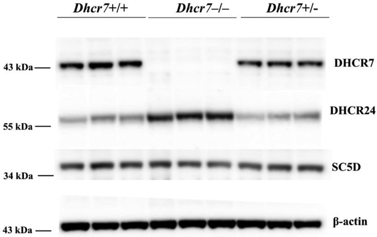 Figure 6.