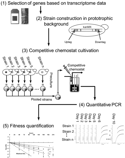 Fig. 2.