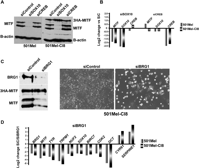 Figure 3—figure supplement 2.