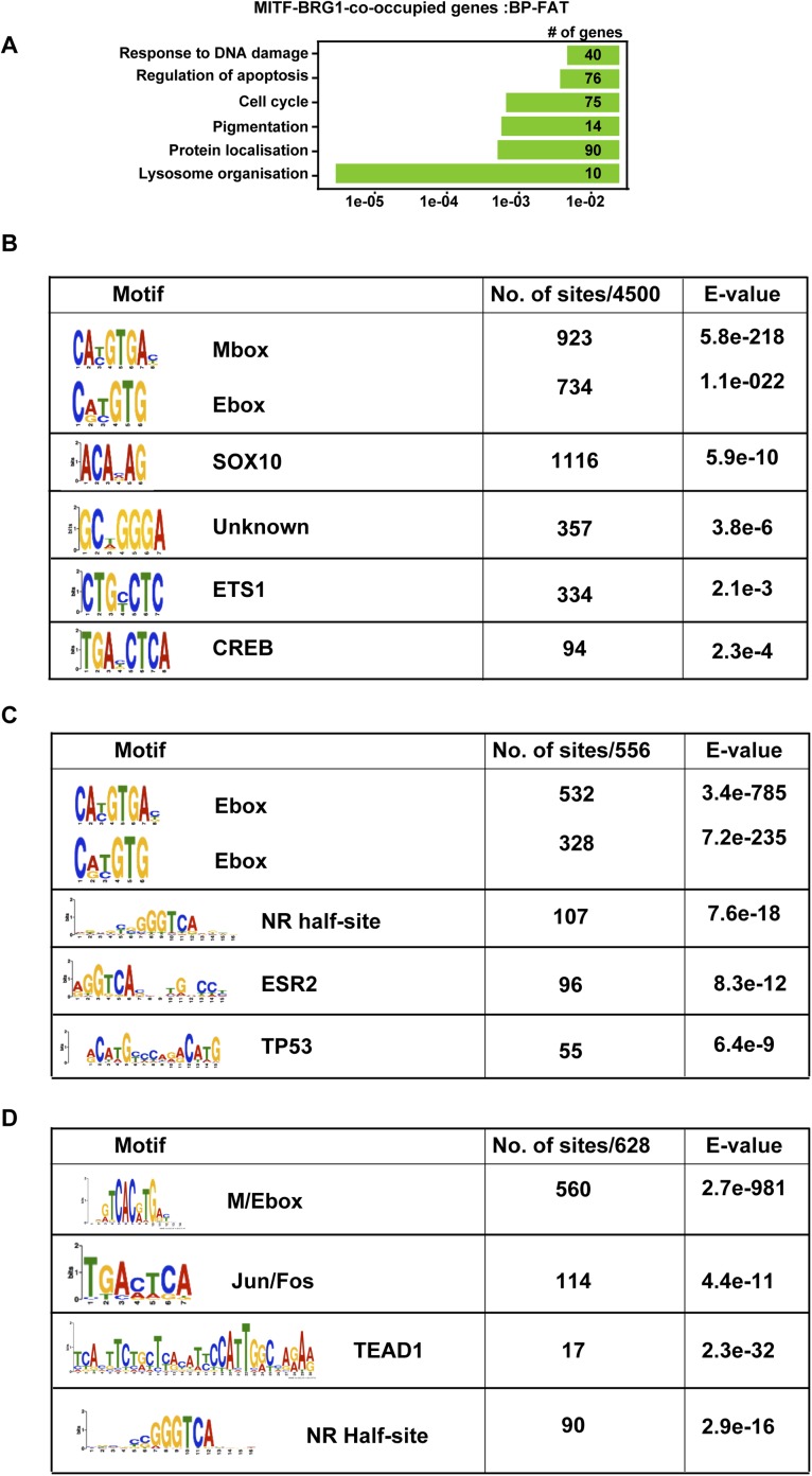 Figure 6—figure supplement 1.