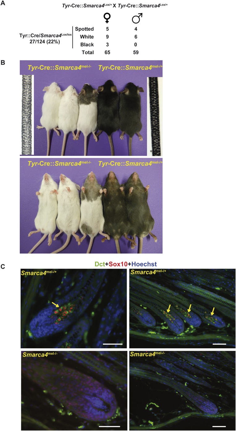 Figure 4.