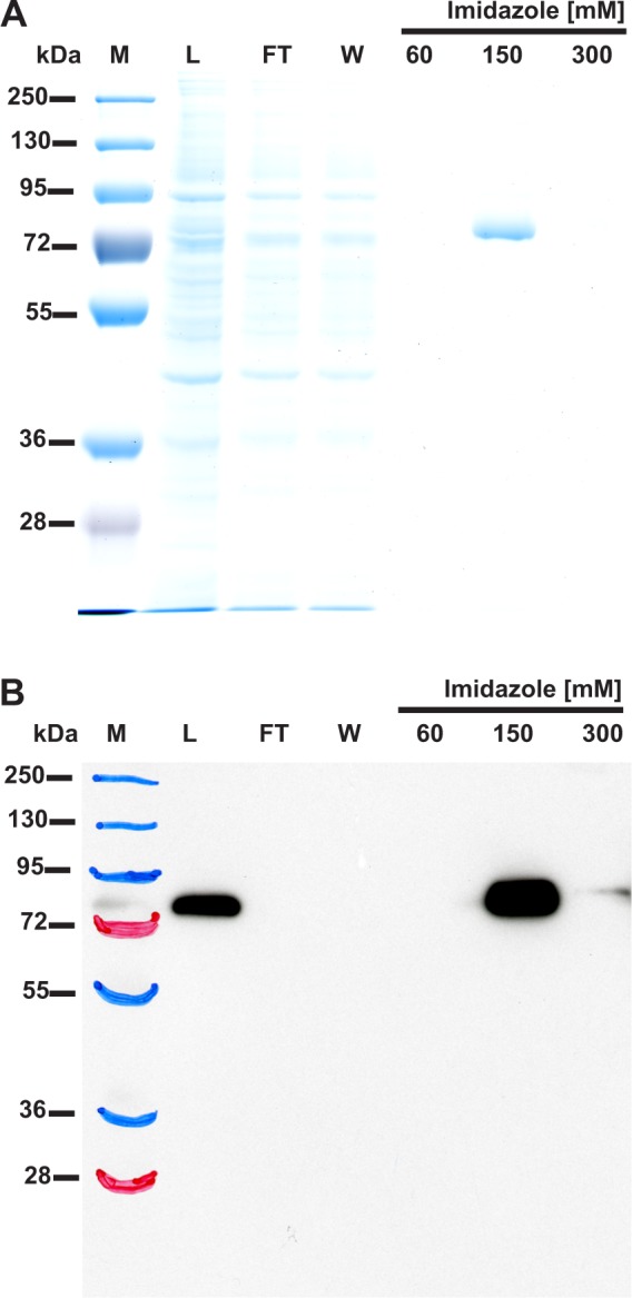 Figure 6—figure supplement 1.