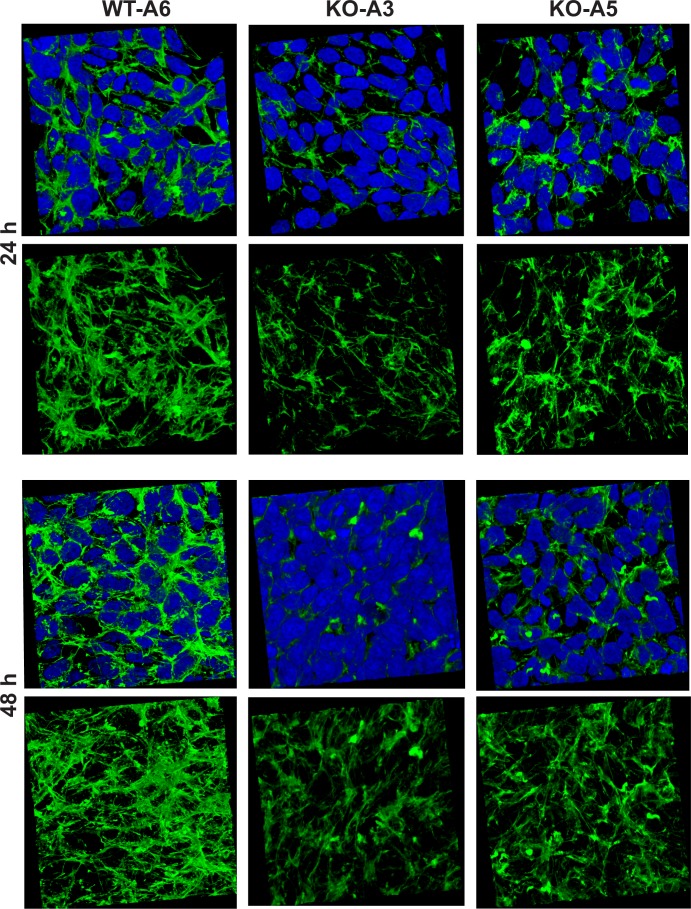 Figure 13—figure supplement 1.