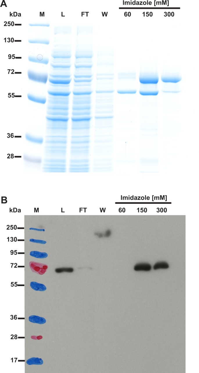 Figure 7—figure supplement 1.