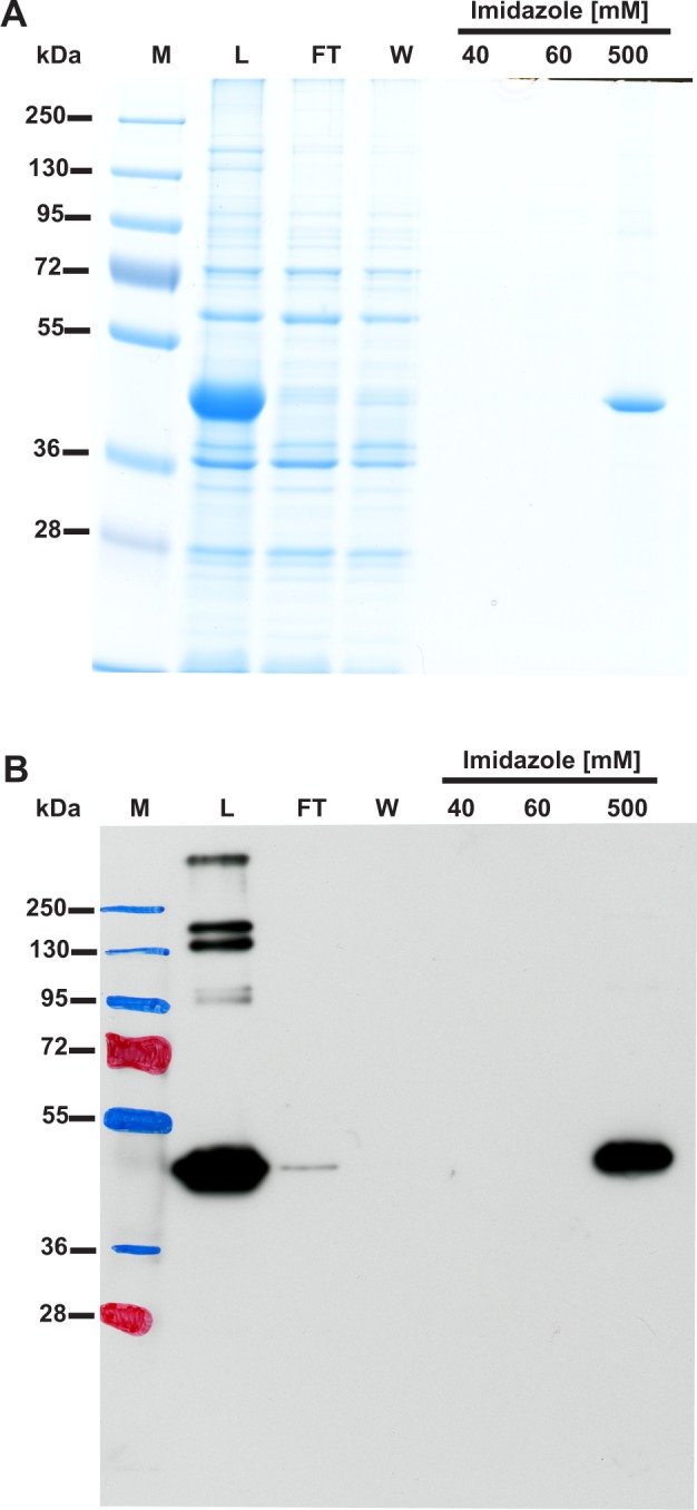 Figure 1—figure supplement 1.