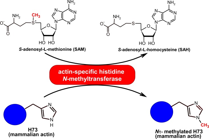 Figure 1—figure supplement 2.