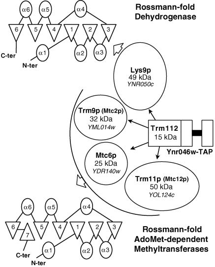 FIG. 2.