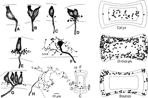 Fig. 6A–H