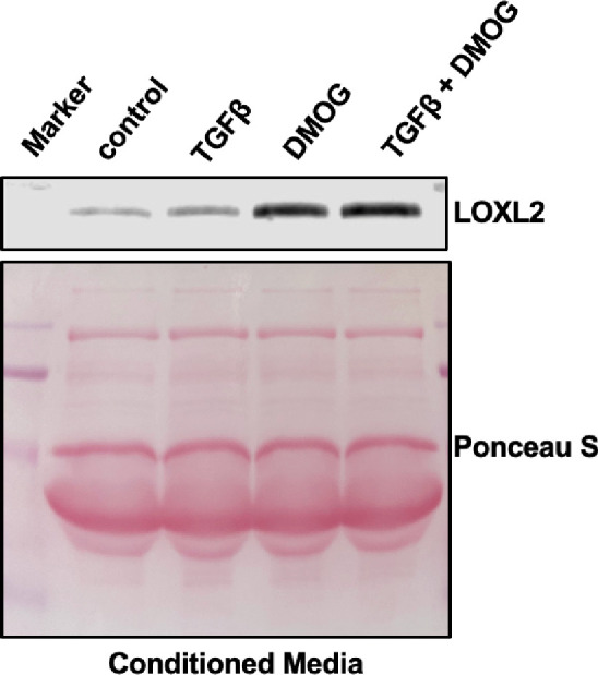 Figure 4—figure supplement 1.