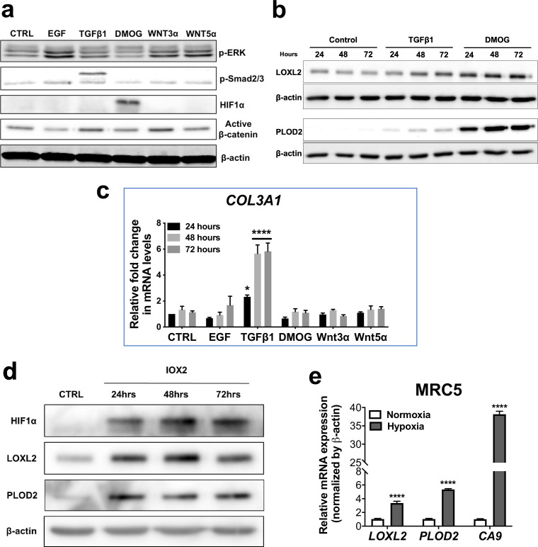 Figure 2—figure supplement 1.