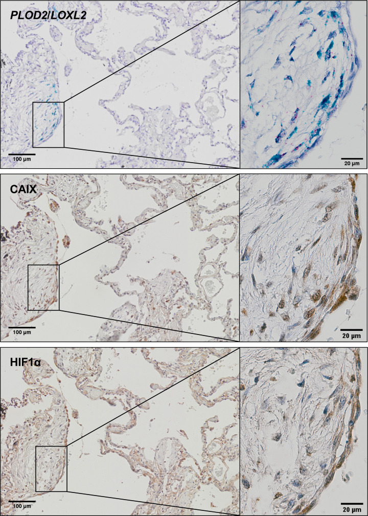 Figure 7—figure supplement 1.