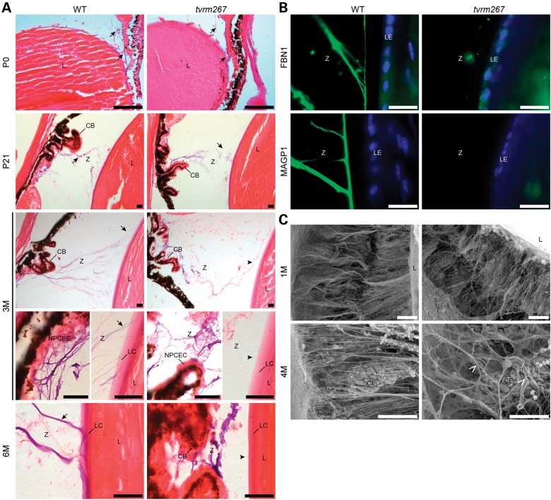 Figure 3.