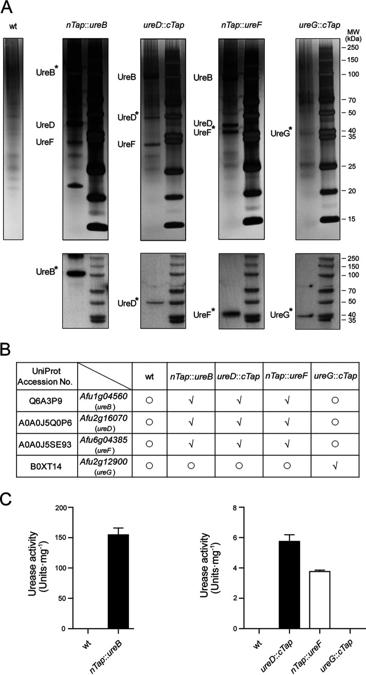 FIG 3