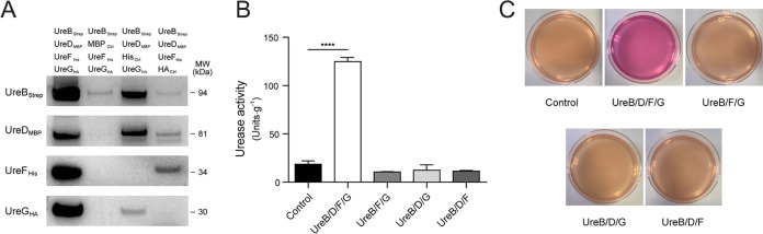 FIG 4