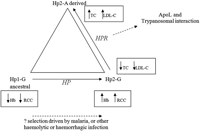 Fig. 2