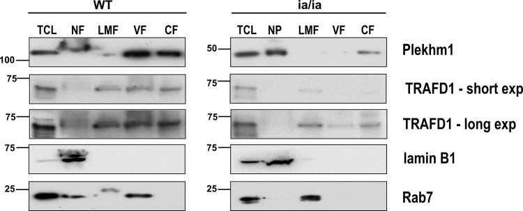 Fig 9