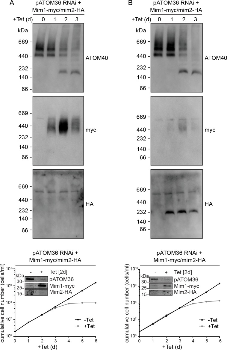 Figure 8—figure supplement 1.