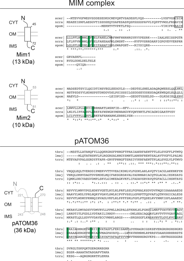 Figure 1—figure supplement 1.