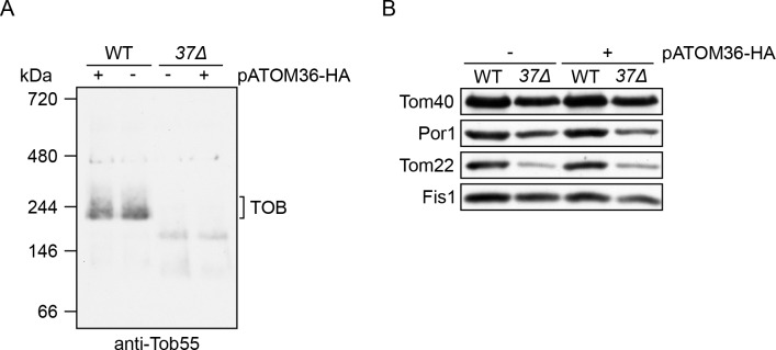 Figure 3—figure supplement 1.