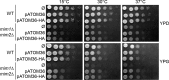 Figure 2—figure supplement 1.