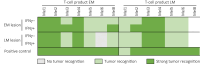 Figure 3. Tumor-directed T-cell recognition. T-cell recognition was assessed for each patient by testing the EM and LM corresponding T-cell products for recognition of EM or LM-derived tumor cell lines. The EM or LM T-cell products were either TIL isolated from the corresponding tumor tissue or MLTC T cells obtained after repeated stimulation of autologous PBMC with the corresponding EM or LM cell lines, respectively. The stimuli included medium control, EM and LM cell lines preincubated with (+) or without (−) IFNγ, CD3/28 beads (positive control), and SEB (positive control for Mel5). IFNγ production (or CCL4 for Mel6) was measured as a read-out for recognition. The values are depicted as follows: No tumor recognition (defined as less than the medium background plus 2× standard deviation, in gray), tumor recognition (between 1 and 10 times above background, light green), and strong tumor recognition (>10 times above background, dark green). The mean ± standard deviation of at least two independent experiments is shown and all green values are significantly higher than the negative control (P < 0.05; Student t test).