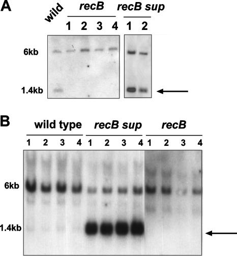 FIG. 5.