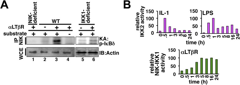 Figure 1—figure supplement 3.