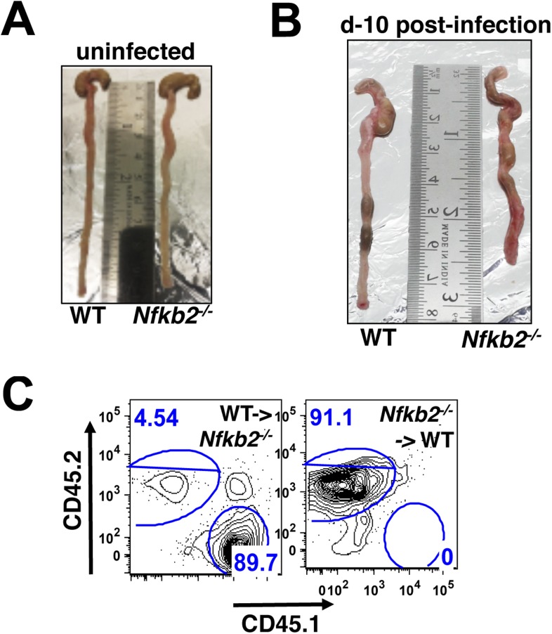 Figure 7—figure supplement 1.