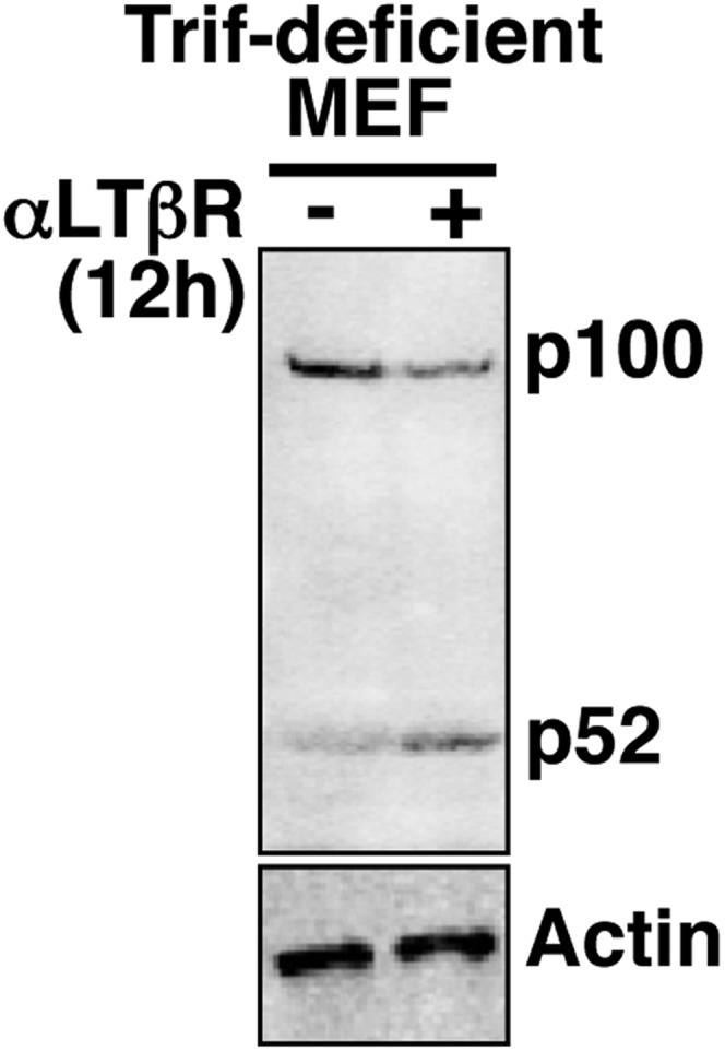 Figure 2—figure supplement 1.