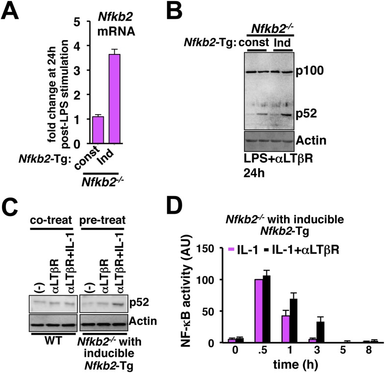 Figure 5—figure supplement 1.