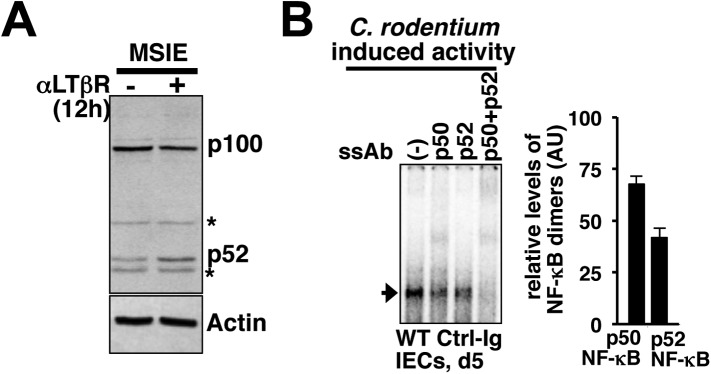 Figure 6—figure supplement 1.