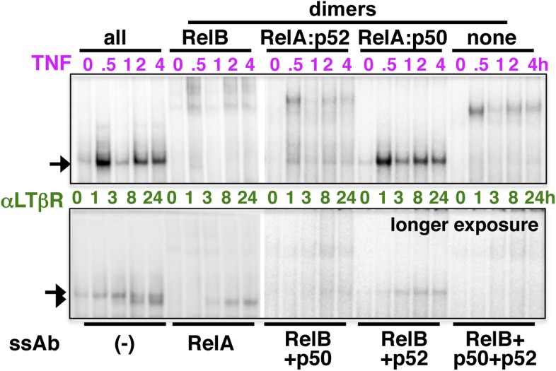 Figure 1—figure supplement 1.