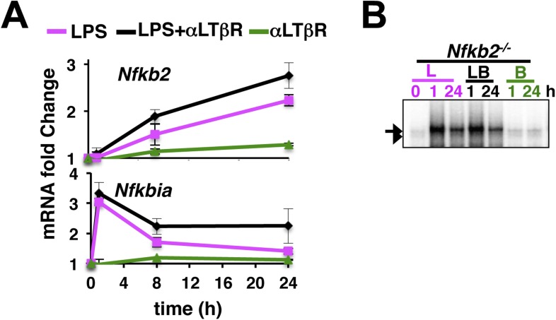 Figure 4—figure supplement 1.