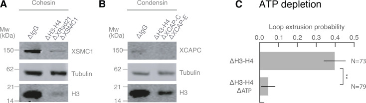 Figure 3—figure supplement 1.