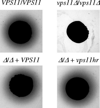 FIG. 2.