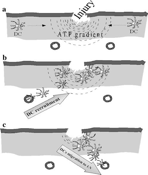 Figure 1 (a–c)