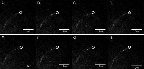 FIGURE 4.